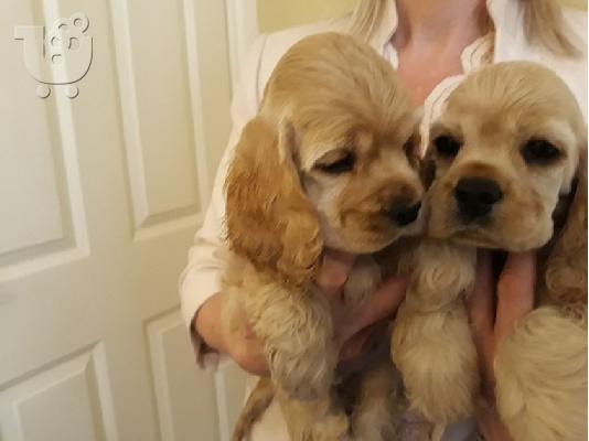 PoulaTo: COCKER SPANIEL